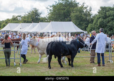 Aberdeen Angus, avant, les races bovines Charolaises animaux primés. Races de boucherie dans l'anneau. Aylsham Show agricole. Le Norfolk. Banque D'Images