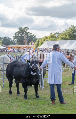 Aberdeen Angus Bull (Bos sp. ) Palmarès animal. Race bovine. Aylsham Show agricole. Le Norfolk. L'Angleterre. UK. Banque D'Images