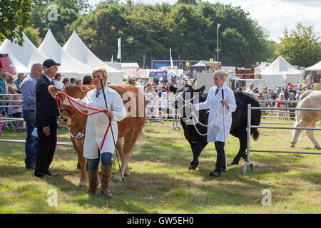 Les races de bovins (Bos sp. ) Limousin et Aberdeen Angus. Les animaux primés. Races de boucherie en cours d'assemblage pour aller dans l'anneau. Banque D'Images