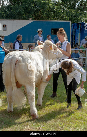 Taureau Charolais (Bos sp.) Français race de bovins de boucherie. En cours de préparation par les jeunes chiens, enduire le toilettage, avant d'aller dans la bague. Banque D'Images