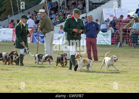 Basset Hounds, gauche et droite, les Busards (Canis lupus familiaris). Pack des animaux élevés pour chasser le lièvre Brun (Lepus europaeus). Banque D'Images