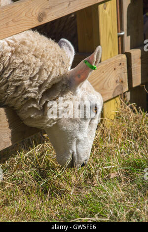 Le pâturage des moutons. 'L'herbe plus verte de l'autre côté de la barrière'. Banque D'Images