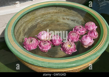 Les fleurs de lotus flottant à un culte, Bangkok, Thaïlande Banque D'Images