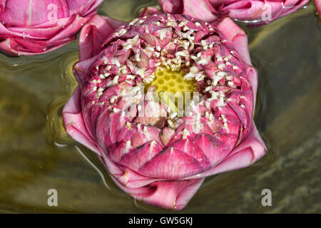 Les fleurs de lotus flottant à un culte, Bangkok, Thaïlande Banque D'Images