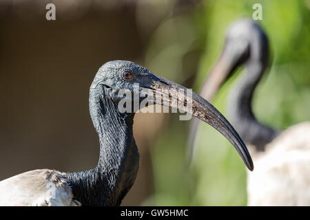 Oiseau Oriental (blanc) Ibis à tête noire, portrait Banque D'Images