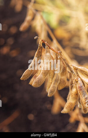 Close up de la récolte de soja mûres gousses dans champ cultivé prêt pour la saison de récolte Banque D'Images