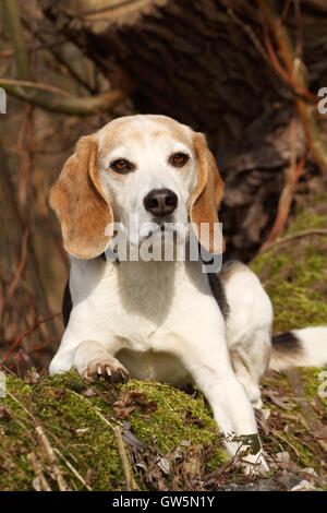 couché de Beagle Banque D'Images