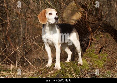 debout Beagle Banque D'Images