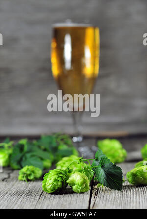 Le houblon vert et verre de bière en arrière-plan, très faible profondeur de champ Banque D'Images
