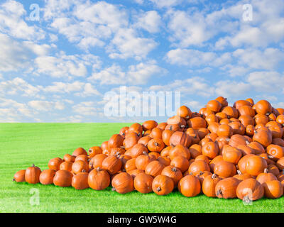 Gros tas de citrouilles rustique naturel orange. L'extérieur stock photo automne paysage rural sur champ de citrouilles Banque D'Images