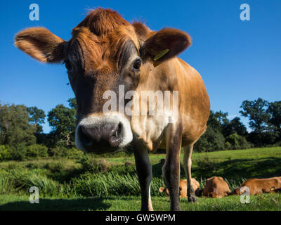 Nourris d'herbe vaches dans un champ en été Banque D'Images