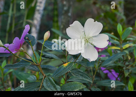 Une fleur blanche de Tibouchina mutabilis (Manacá-da-Serra), dans la nature, montrant des signes de dommages causés par les insectes. Cette fleur fleurs d'un blanc Banque D'Images