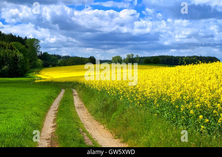 Route de campagne menant à travers la floraison des champs de colza en Bavière, Allemagne Banque D'Images