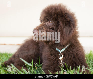 Labradoodle puppy dog chocolat jette sur l'herbe. Un labradoodle est un croisement entre un caniche et un labrador retriever. Banque D'Images