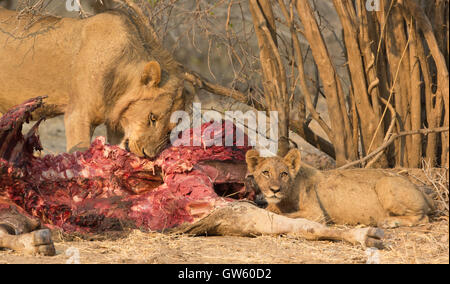 Young male lion (Panthera leo) et cub se nourrir un élan commun kill (Tragelaphus oryx) Banque D'Images