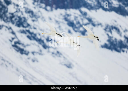 Trois cygnes chanteurs battant avec une montagne en arrière-plan, Gällivare, en Laponie suédoise, Suède Banque D'Images
