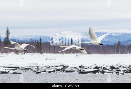 Trois cygnes chanteurs battant avec une montagne en arrière-plan, Gällivare, en Laponie suédoise, Suède Banque D'Images