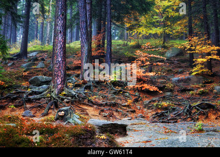 Feuillage d'automne sur la pente de montagne, arbres forestiers aux racines exposées, feuilles mortes, sous-bois, montagnes Karkonosze, Pologne Banque D'Images