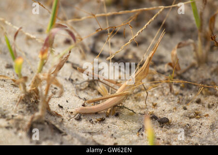 Acrida gris en attente sur le sable. Les insectes, le criquet pèlerin
