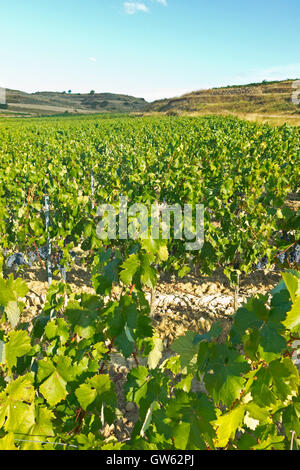 La Rioja vignoble champs par le Chemin de Saint Jacques en Logrono Banque D'Images