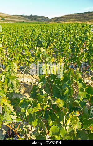 La Rioja vignoble champs par le Chemin de Saint Jacques en Logrono Banque D'Images