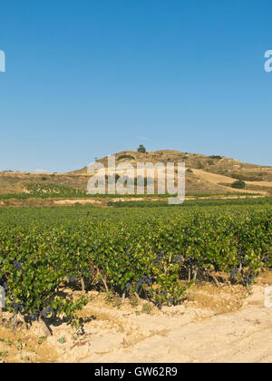La Rioja vignoble champs par le Chemin de Saint Jacques en Logrono Banque D'Images