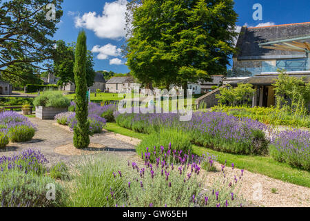 Le jardin de lavande à l'abbaye de Buckfast (terminé en 1938), un monastère bénédictin de Totnes, Devon, England, UK Banque D'Images