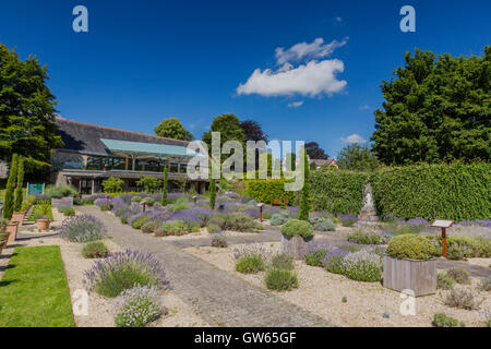Le jardin de lavande à l'abbaye de Buckfast (terminé en 1938), un monastère bénédictin de Totnes, Devon, England, UK Banque D'Images
