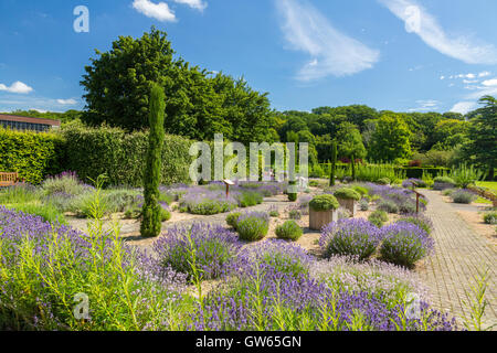 Le jardin de lavande à l'abbaye de Buckfast (terminé en 1938), un monastère bénédictin de Totnes, Devon, England, UK Banque D'Images