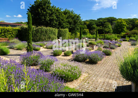 Le jardin de lavande à l'abbaye de Buckfast (terminé en 1938), un monastère bénédictin de Totnes, Devon, England, UK Banque D'Images