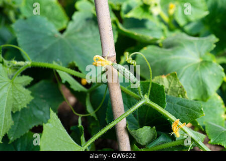 Marketmore concombre (Cucumis sativus) montrant les fruits nouveaux. Banque D'Images