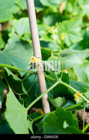 Marketmore concombre (Cucumis sativus) montrant les fruits nouveaux. Banque D'Images