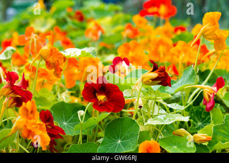 Capucine (Tropaeolum majus) végétaux à feuilles et fleurs comestibles, croissante au Royaume-Uni. Banque D'Images