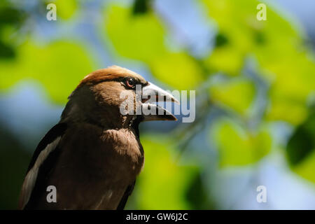 (Coccothraustes coccothraustes Hawfinch percheurs) à l'arbre en été. La région de Moscou, Russie Banque D'Images