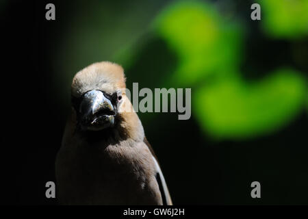 (Coccothraustes coccothraustes Hawfinch percheurs) à l'arbre en été. La région de Moscou, Russie Banque D'Images