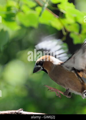 Coccothraustes coccothraustes Hawfinch (vol) parmi les feuilles des arbres en été. La région de Moscou, Russie Banque D'Images