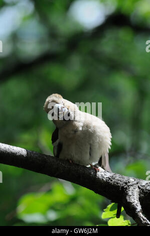 (Coccothraustes coccothraustes Hawfinch percheurs) à l'arbre en été. La région de Moscou, Russie Banque D'Images