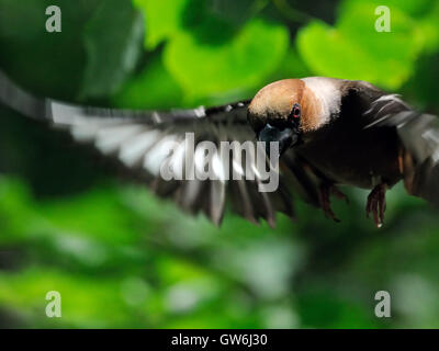 Coccothraustes coccothraustes Hawfinch (vol) parmi les feuilles des arbres en été. La région de Moscou, Russie Banque D'Images