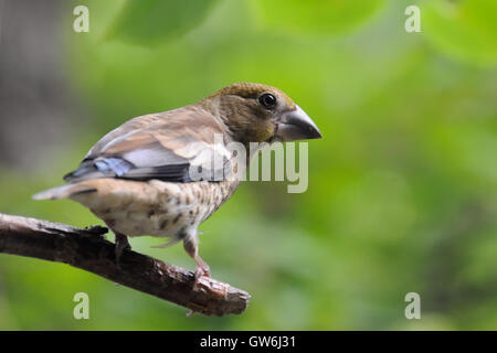 Juvénile (Coccothraustes Hawfinch percheurs coccothraustes) à l'arbre en été. La région de Moscou, Russie Banque D'Images