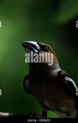 (Coccothraustes coccothraustes Hawfinch percheurs) à l'arbre en été. La région de Moscou, Russie Banque D'Images