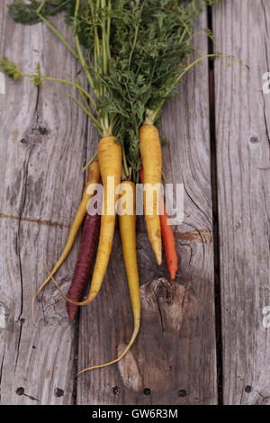 Bouquet de couleurs rouge, jaune et orange carottes biologiques avec une carotte vert haut sur bois rustique. Banque D'Images