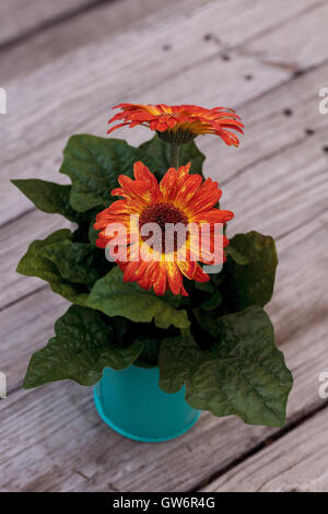 Les gerberas orange et jaune dans un pot sur une table de pique-nique en bois rustique Banque D'Images