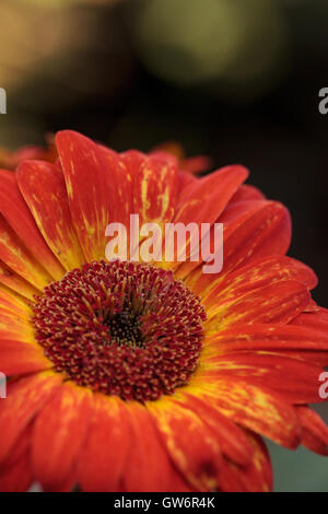 Les gerberas orange et jaune dans un pot sur une table de pique-nique en bois rustique Banque D'Images