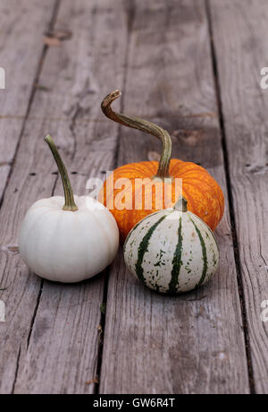 Casper blanc à côté d'une citrouille citrouille orange et vert et blanc gourd sur une table de pique-nique en bois rustique à l'automne. Banque D'Images