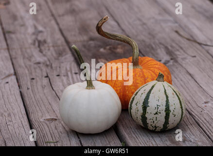 Casper blanc à côté d'une citrouille citrouille orange et vert et blanc gourd sur une table de pique-nique en bois rustique à l'automne. Banque D'Images