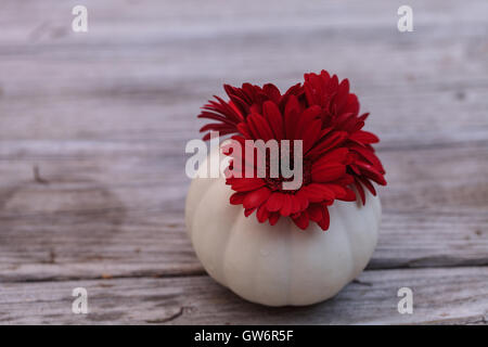 Gerbera rouge blanc sculpté dans une daisy Casper sur une citrouille à la table rustique en bois les jours fériés. Banque D'Images