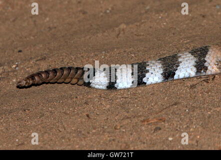 La queue et le cliquetis de la Red diamond crotale de l'Ouest (Crotalus ruber), originaire de Californie et Baja California SW Banque D'Images