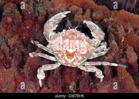 Dumaguete, Philippines. 12 Sep, 2016. Ces créatures inhabituelles ont été repérés au cours d'une journée de plongée muck off Dumaguete aux Philippines. Un crabe est situé au-dessus des plis d'une éponge, Dumaguete, Philippines. Credit : Ed Brown/Alamy Live News Banque D'Images