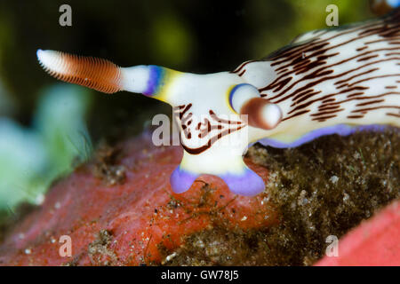 Dumaguete, Philippines. 12 Sep, 2016. Ces créatures inhabituelles ont été repérés au cours d'une journée de plongée muck off Dumaguete aux Philippines. Un nudibranche (un type de seaslug) rampe sur le fond marin, Dunaguete, Philippines. Credit : Ed Brown/Alamy Live News Banque D'Images