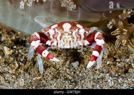 Dumaguete, Philippines. 12 Sep, 2016. Ces créatures inhabituelles ont été repérés au cours d'une journée de plongée muck off Dumaguete aux Philippines. Un filtre de crabe Arlequin rss sur le fond marin de sable, Dumaguete, Philippines. Credit : Ed Brown/Alamy Live News Banque D'Images